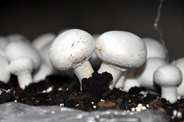 Bitlis'te kendi işini kurdu yılda 240 ton satıyor! Dört bir yandan sipariş yağıyor - Resim: 4