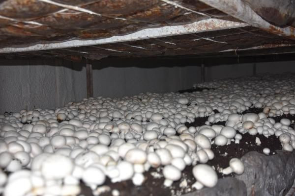 Bitlis'te kendi işini kurdu yılda 240 ton satıyor! Dört bir yandan sipariş yağıyor - Resim: 2