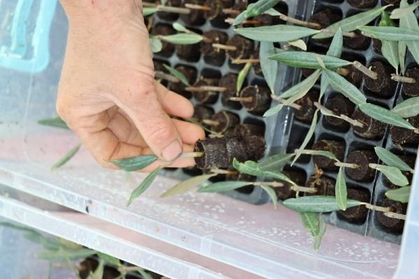 Battaniye sayesinde 80 bin TL kar etti! Hatay'da pes etmeyip yaptı: Kimse yetiştiremiyor - Resim: 2