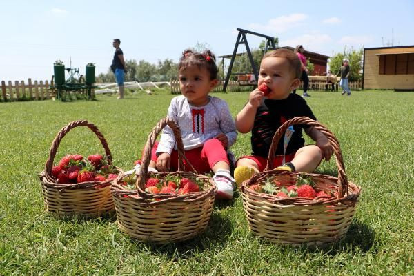 Kilosu 15 TL toplayana ücretsiz! Adana'da özel tarlaya rağbet yağdı - Resim: 2