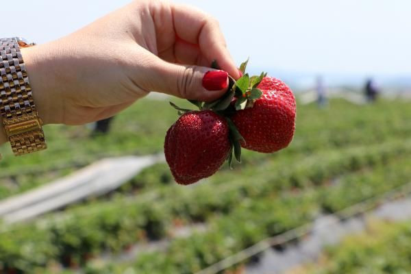 Kilosu 15 TL toplayana ücretsiz! Adana'da özel tarlaya rağbet yağdı - Resim: 4