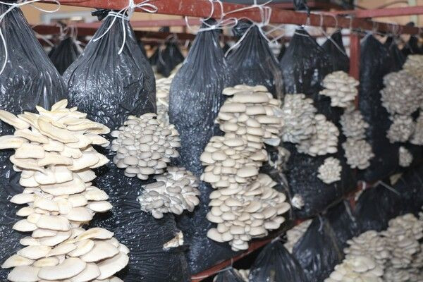 Arkadaş tavsiyesiyle Şırnak'ta üretime başladı! Köyünde 16 ton kapasiteli tesis kurdu - Resim: 3