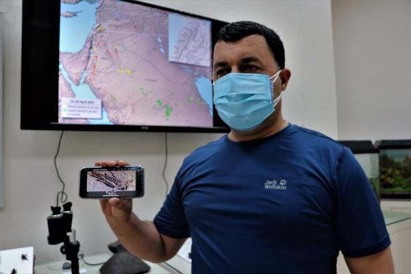 İstilacı çöl çekirgesi uyarısı: Türkiye'ye gelme olasılıkları var - Resim: 3