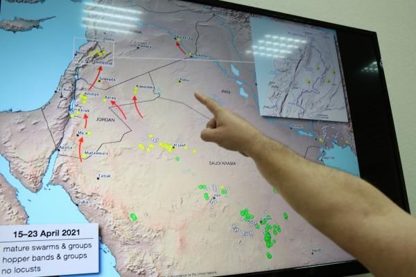İstilacı çöl çekirgesi uyarısı: Türkiye'ye gelme olasılıkları var - Resim: 1