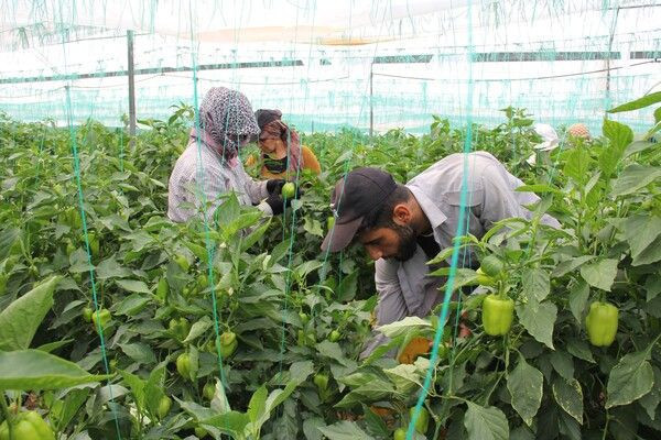 Herkes evdeyken onlar Mersin'de günde 600 kilo topluyor! Terlerimiz üstümüzden akıyor - Resim: 2