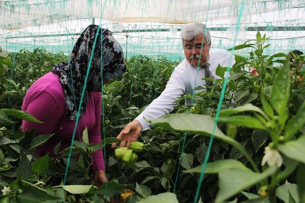 Herkes evdeyken onlar Mersin'de günde 600 kilo topluyor! Terlerimiz üstümüzden akıyor - Resim: 1