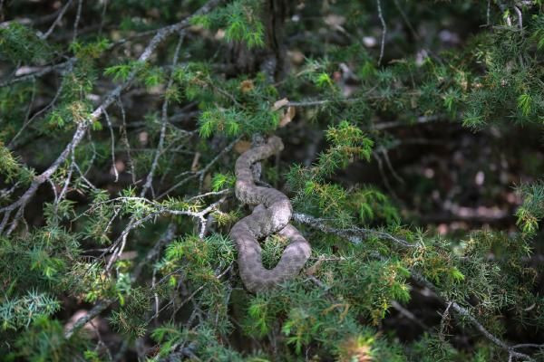 Görünce dehşete kapıldılar! En zehirli tür ama öldürmenin cezası 6 bin 600 lira - Resim: 1
