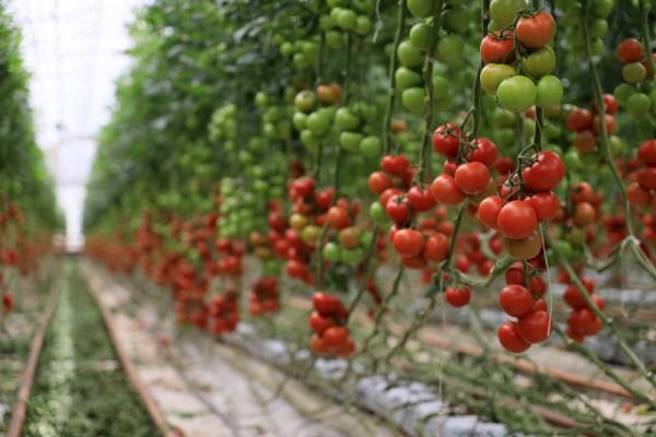 Antalyalı çiftçi Hindistan cevizi kabuğundan domates üretiyor! Paraya para demiyor - Resim: 1