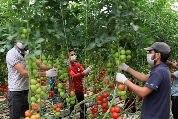 Antalyalı çiftçi Hindistan cevizi kabuğundan domates üretiyor! Paraya para demiyor - Resim: 3