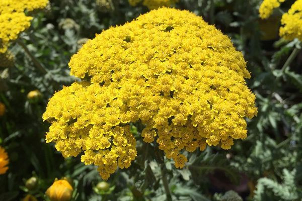 Civanperçemi faydaları 1 çay bardağı civanperçeminin inanılmaz yararı! - Resim: 1