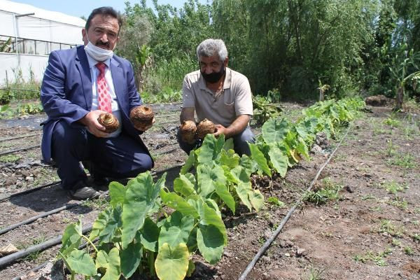 50 bin TL kazandırıyor! Mersin'de tarlasına ekenler paraya para demiyor - Resim: 4