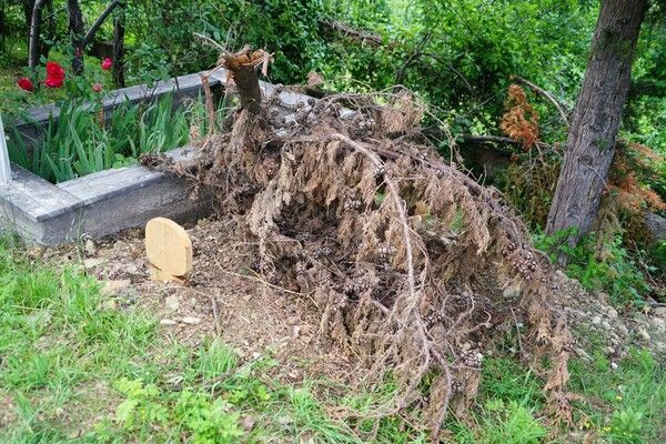 Cesetleri yiyor! Kastamonu'da ortaya çıktı kokuyu duyup mezara gidenler inanamadı - Resim: 4