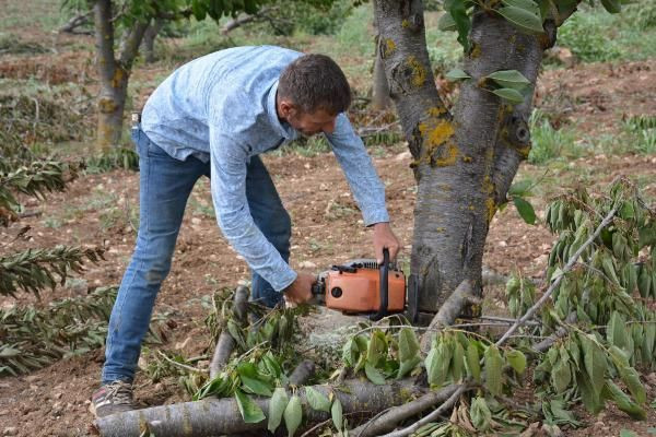 Bahçede 2 lira tezgahta 15 lira! İsyan edip bin 500 ağacını kesti - Resim: 1