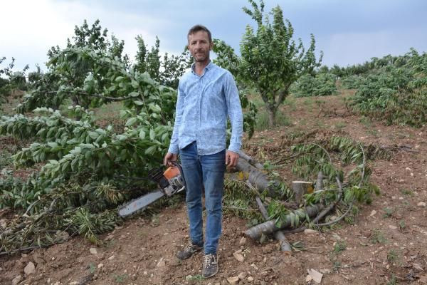 Bahçede 2 lira tezgahta 15 lira! İsyan edip bin 500 ağacını kesti - Resim: 4