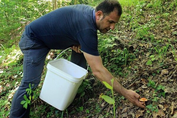 5 saatte 4 tane bulunuyor Kocaeli'de toplanıyor acı ve sütlü mantar - Resim: 3