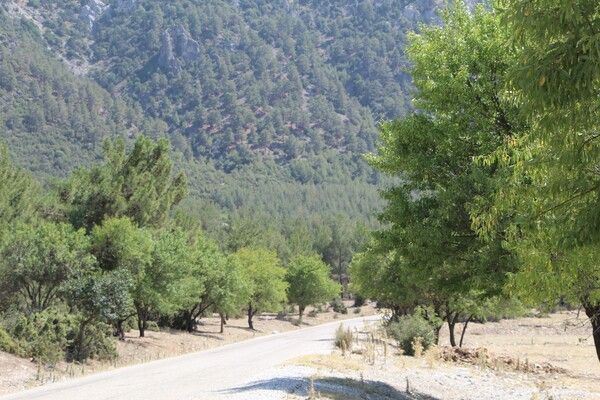 Denizli'de bu ormanda 30 yıldır yangın çıkmadı! Sebebi bakın ne? Türkiye’ye örnek olsun - Resim: 3