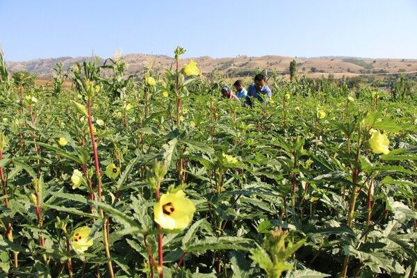 Amasya'da kilosu 200 TL'ye satılıyor! Tek tek ipe diziliyor çorba olarak tüketiliyor - Resim: 2
