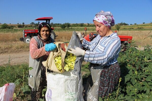Amasya'da kilosu 200 TL'ye satılıyor! Tek tek ipe diziliyor çorba olarak tüketiliyor - Resim: 4