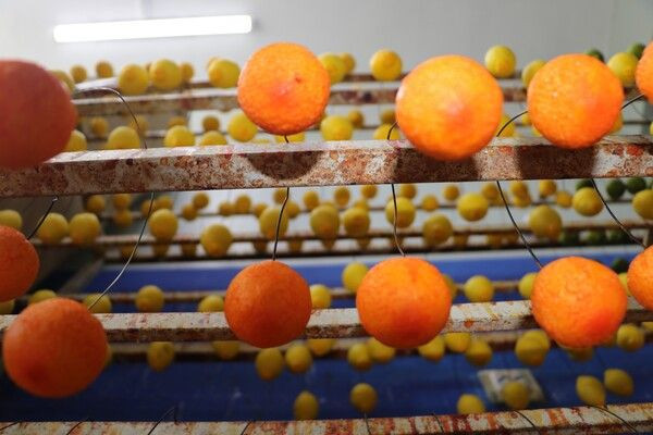 Edirne'de kursiyer olarak başladı kendi işinin patronu oldu! Sipariş yağıyor Meksika ABD sıraya girdi - Resim: 4