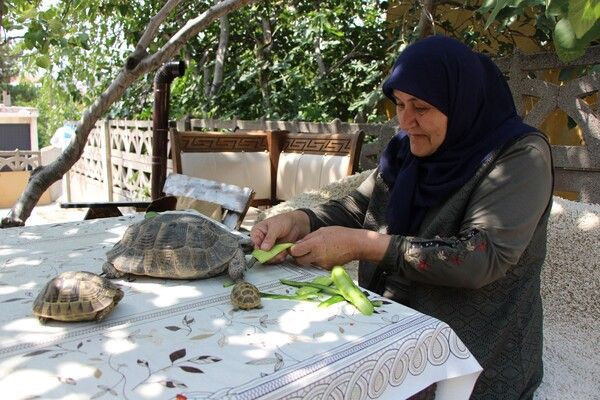 Zekiye teyze kaplumbağa terbiyecisi oldu! Amasya'da görenler şaştı kadı - Resim: 4