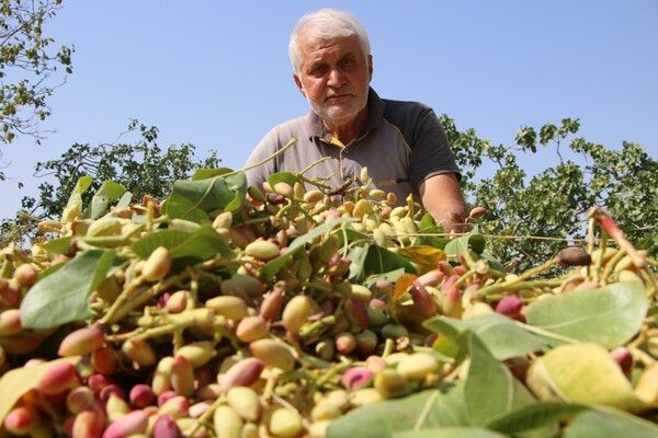 'Yetişmez' denileni yaptı Elazığ'da bir ilke imza attı! ABD Avrupa'ya ihraç edilecek - Resim: 2