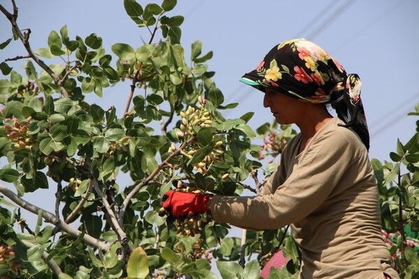 'Yetişmez' denileni yaptı Elazığ'da bir ilke imza attı! ABD Avrupa'ya ihraç edilecek - Resim: 3