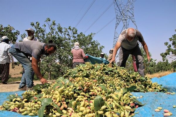 'Yetişmez' denileni yaptı Elazığ'da bir ilke imza attı! ABD Avrupa'ya ihraç edilecek - Resim: 4