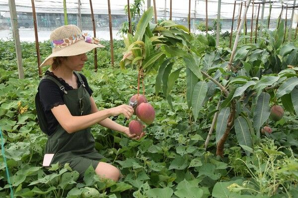 Kilosu 40 TL! Antalya'da maliye mezunu bu işe başladı: Masrafı yok getirisi yüksek - Resim: 4