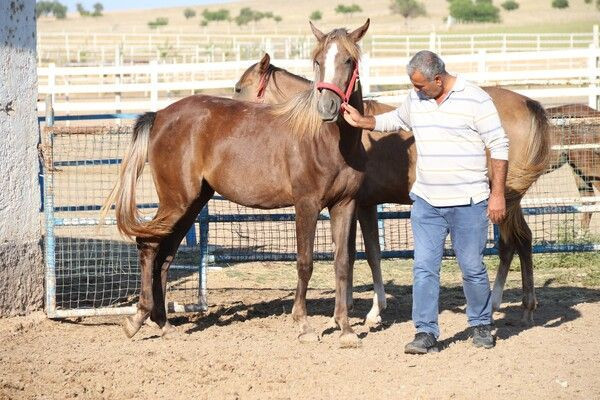 Servet değerinde! Eskişehir'de bu atların fiyatını duyan inanamadı: Sabır işi - Resim: 1