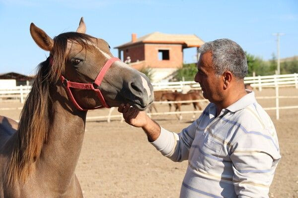 Servet değerinde! Eskişehir'de bu atların fiyatını duyan inanamadı: Sabır işi - Resim: 2