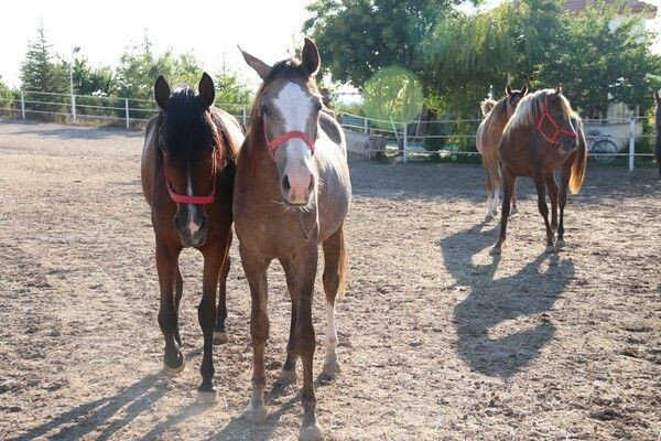 Servet değerinde! Eskişehir'de bu atların fiyatını duyan inanamadı: Sabır işi - Resim: 3