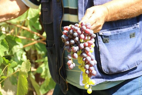 Eskişehir'de hobi olarak başladı! Bu sayede markete gitmiyor: Her sabah uyandığımda... - Resim: 3