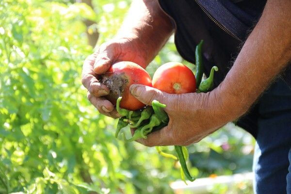 Eskişehir'de hobi olarak başladı! Bu sayede markete gitmiyor: Her sabah uyandığımda... - Resim: 4