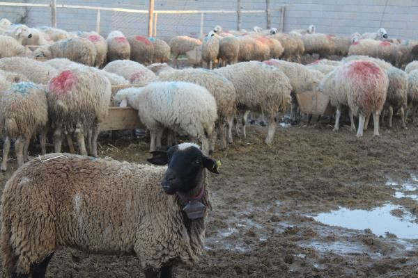 100 bin TL kazandı! Aksaray'da 14 taneyle başladı hem yetiştiriyor hem de satıyor - Resim: 4