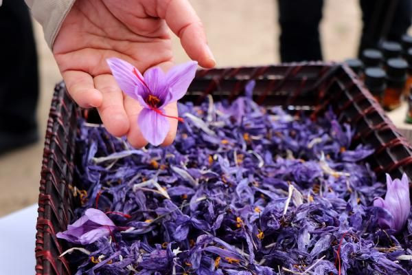 Edirne'de bir ilk! Mucize bitkinin gramı 50 TL: Taleplere yetişemiyorlar - Resim: 4