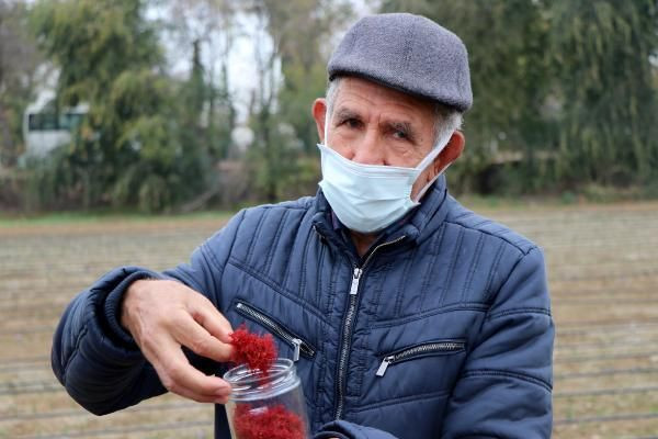 Edirne'de bir ilk! Mucize bitkinin gramı 50 TL: Taleplere yetişemiyorlar - Resim: 1