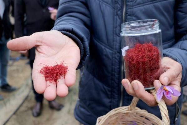 Edirne'de bir ilk! Mucize bitkinin gramı 50 TL: Taleplere yetişemiyorlar - Resim: 3