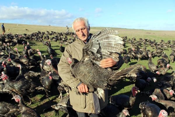 Yılbaşı hindileri satışa çıktı! Tanesi 300 liradan satılıyor - Resim: 1