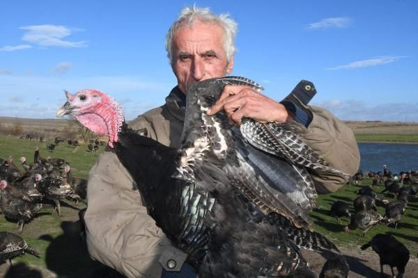 Yılbaşı hindileri satışa çıktı! Tanesi 300 liradan satılıyor - Resim: 2