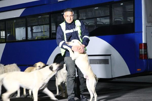 Ankara'da EGO şoförü Yasef Demir, sokak köpeklerinin abisi oldu! Topladığı yemeklerle 150 köpeğe bakıyor - Resim: 1