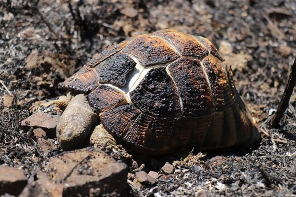 Sakarya Adapazarı'nda çıkan yangından geriye kalan acı görüntüler... Alevlerden kaçamadı - Resim: 2