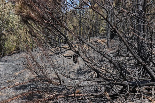 Sakarya Adapazarı'nda çıkan yangından geriye kalan acı görüntüler... Alevlerden kaçamadı - Resim: 3