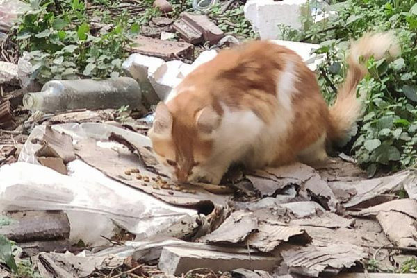 Bunu yapan insan olamaz! İstanbul'da kan donduran vahşet parçalanmış halde bulundular - Resim: 1