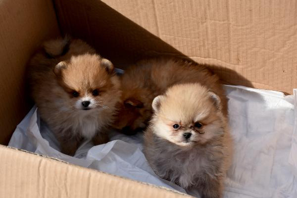 Edirne'ye yasa dışı yollarla getirildi! Uyuşturulmuş halde bulundu - Resim: 0