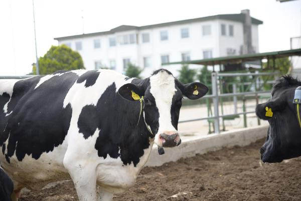 'Çamaşır suyu ekleniyor' deyip sütte mide bulandıran hileleri uzman isim açıkladı - Resim: 1