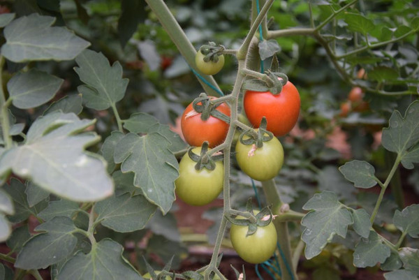 Domates üreticide 13 TL markette 23 TL: Artık herkes tarafından normalleşti - Resim: 0