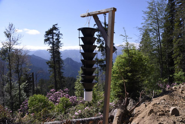Artvin'de sekiz dişli dev kabuk böceği kabusu! Ormanları istila etti - Resim: 0