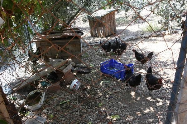 Tavuklarını yiyen kuşu yakaladı - Resim: 3