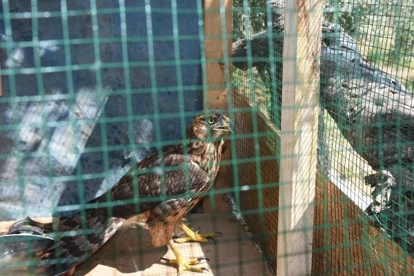 Tavuklarını yiyen kuşu yakaladı - Resim: 4