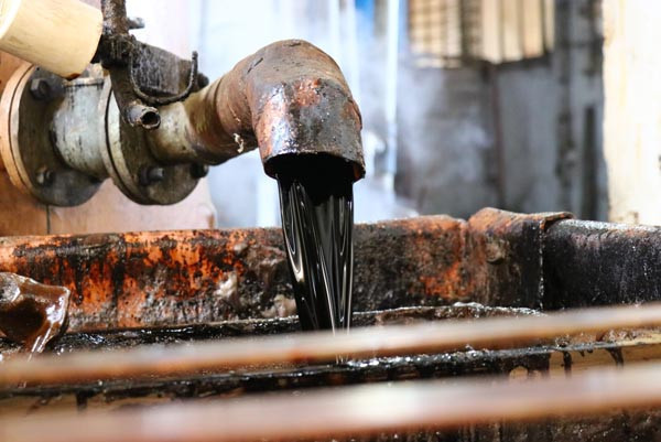 Meşe palamuduna yoğun talep var - Resim: 1